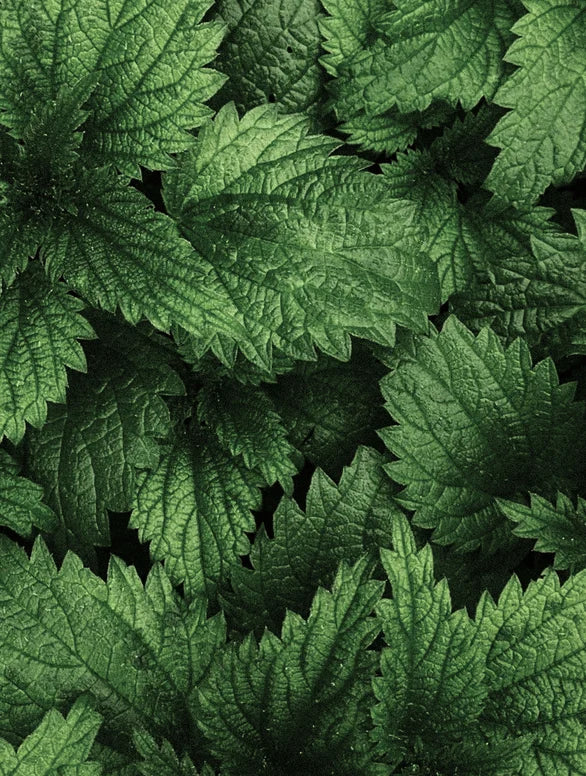 Urtica Dioica